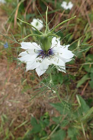 Nigella damascena \ Damaszener Schwarzk�mmel, Jungfer im Gr�nen / Love in a Mist, Devil in a Bush, D Hemsbach 4.6.2020