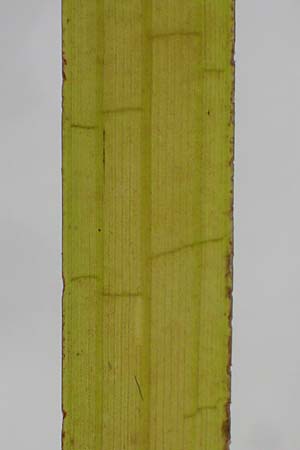 Zostera marina \ Gew�hnliches Seegras / Eelgrass, D Heiligenhafen 17.9.2021