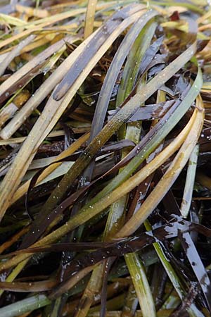 Zostera marina \ Gew�hnliches Seegras / Eelgrass, D Heiligenhafen 17.9.2021