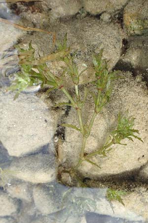 Najas intermedia \ Mittleres Nixenkraut / Intermediate Najad, D Allensbach 3.9.2016