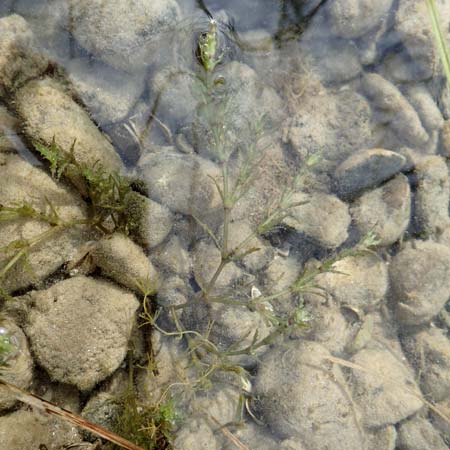 Najas intermedia \ Mittleres Nixenkraut / Intermediate Najad, D Allensbach 3.9.2016