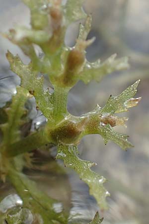 Najas intermedia \ Mittleres Nixenkraut / Intermediate Najad, D Allensbach 3.9.2016