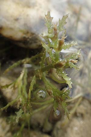 Najas intermedia \ Mittleres Nixenkraut / Intermediate Najad, D Allensbach 3.9.2016