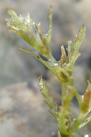 Najas intermedia \ Mittleres Nixenkraut / Intermediate Najad, D Allensbach 3.9.2016