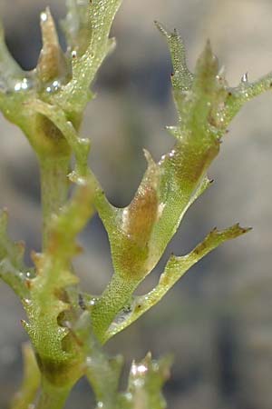 Najas intermedia \ Mittleres Nixenkraut / Intermediate Najad, D Allensbach 3.9.2016