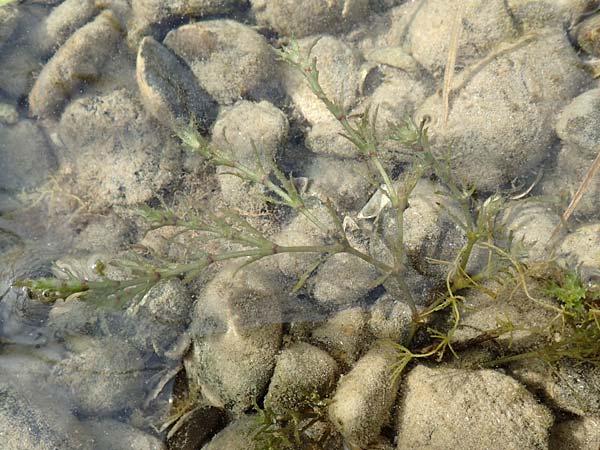 Najas intermedia \ Mittleres Nixenkraut / Intermediate Najad, D Allensbach 3.9.2016