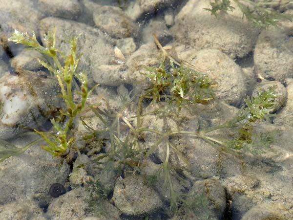 Najas intermedia \ Mittleres Nixenkraut / Intermediate Najad, D Allensbach 3.9.2016