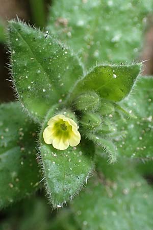 Nonea lutea \ Gelbes M�nchskraut / Yellow Monk's-Wort, D Heidelberg 23.3.2017