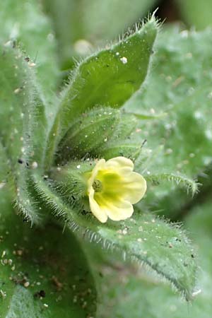 Nonea lutea \ Gelbes M�nchskraut / Yellow Monk's-Wort, D Heidelberg 23.3.2017