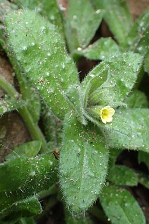 Nonea lutea \ Gelbes M�nchskraut / Yellow Monk's-Wort, D Heidelberg 23.3.2017