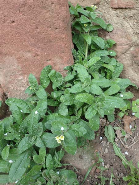Nonea lutea \ Gelbes M�nchskraut / Yellow Monk's-Wort, D Heidelberg 23.3.2017