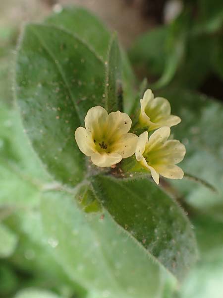 Nonea lutea \ Gelbes M�nchskraut / Yellow Monk's-Wort, D Heidelberg 23.3.2017