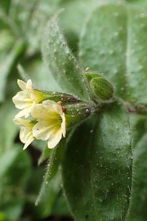 Nonea lutea \ Gelbes M�nchskraut / Yellow Monk's-Wort, D Heidelberg 23.3.2017