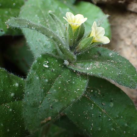 Nonea lutea \ Gelbes M�nchskraut / Yellow Monk's-Wort, D Heidelberg 23.3.2017