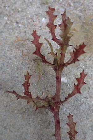 Najas marina \ Gro�es Nixenkraut / Spiny Najad, D R&ouml;merberg 21.9.2015