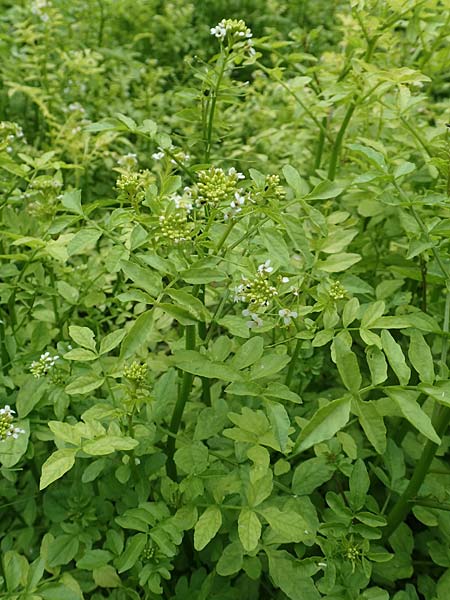 Nasturtium officinale \ Echte Brunnenkresse / Water Cress, D Almequellen bei/near Brilon 15.6.2018