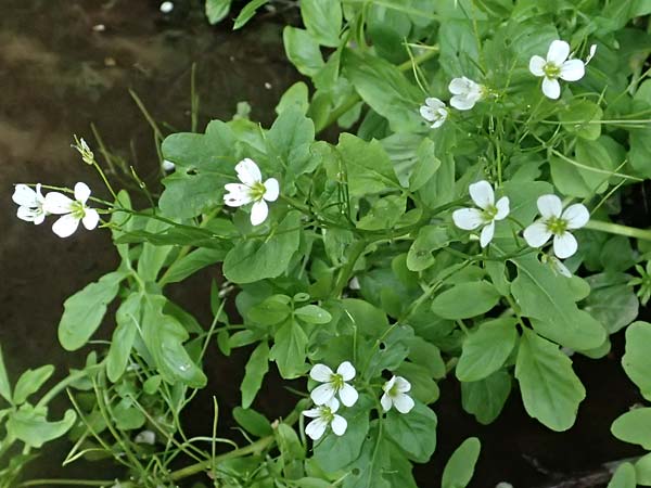 Cardamine amara \ Bitteres Schaumkraut / Large Bitter-Cress, D Burgau 24.5.2025