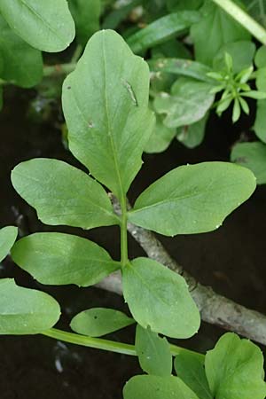 Cardamine amara \ Bitteres Schaumkraut / Large Bitter-Cress, D Burgau 24.5.2025