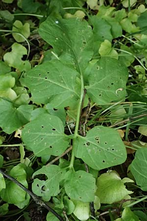 Cardamine amara \ Bitteres Schaumkraut / Large Bitter-Cress, D Burgau 24.5.2025