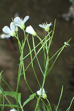 Cardamine amara \ Bitteres Schaumkraut / Large Bitter-Cress, D Burgau 24.5.2025