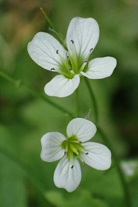 Cardamine amara \ Bitteres Schaumkraut / Large Bitter-Cress, D Burgau 24.5.2025