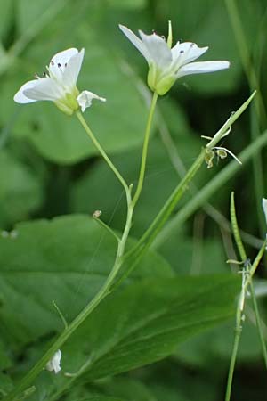 Cardamine amara \ Bitteres Schaumkraut / Large Bitter-Cress, D Burgau 24.5.2025