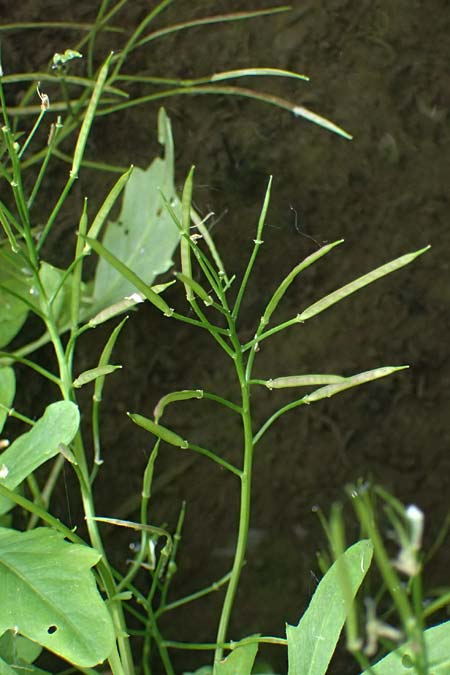 Cardamine amara \ Bitteres Schaumkraut / Large Bitter-Cress, D Burgau 24.5.2025