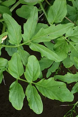 Cardamine amara \ Bitteres Schaumkraut / Large Bitter-Cress, D Burgau 24.5.2025