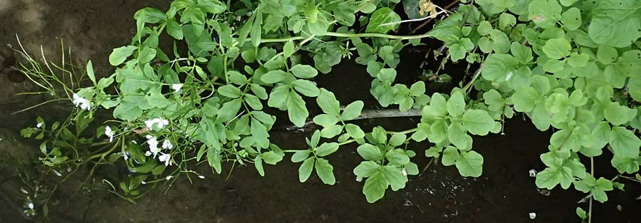 Cardamine amara \ Bitteres Schaumkraut / Large Bitter-Cress, D Burgau 24.5.2025