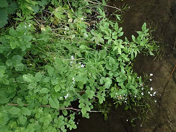 Cardamine amara \ Bitteres Schaumkraut / Large Bitter-Cress, D Burgau 24.5.2025