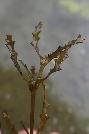 Najas marina \ Gro�es Nixenkraut / Spiny Najad, D Landkreis Karlsruhe, Oberhausen-Rheinhausen 25.7.2025