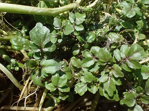 Nasturtium microphyllum \ Einreihige Brunnenkresse, Kleinbl�ttrige Brunnenkresse / One-Row Water Cress, Narrow-Fruited Water Cress, D Garching an der Alz 10.8.2025