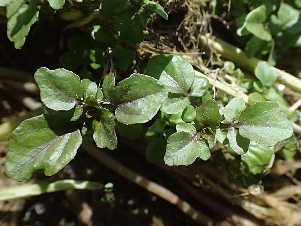 Nasturtium microphyllum \ Einreihige Brunnenkresse, Kleinbl�ttrige Brunnenkresse / One-Row Water Cress, Narrow-Fruited Water Cress, D Garching an der Alz 10.8.2025