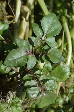 Nasturtium microphyllum \ Einreihige Brunnenkresse, Kleinbl�ttrige Brunnenkresse / One-Row Water Cress, Narrow-Fruited Water Cress, D Garching an der Alz 10.8.2025