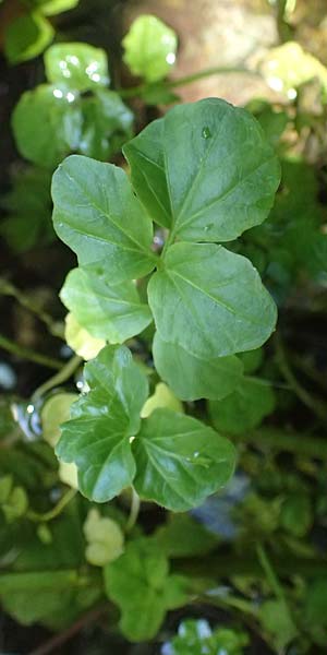 Nasturtium microphyllum \ Einreihige Brunnenkresse, Kleinbl�ttrige Brunnenkresse / One-Row Water Cress, Narrow-Fruited Water Cress, D Burghausen 10.8.2025