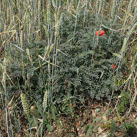 Nonea pulla \ Braunes M�nchskraut / Brown Nonea, D Gr&uuml;nstadt-Asselheim 16.6.2018