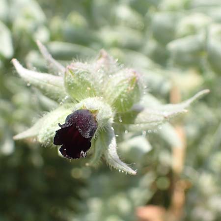 Nonea pulla \ Braunes M�nchskraut / Brown Nonea, D Gr&uuml;nstadt-Asselheim 16.6.2018