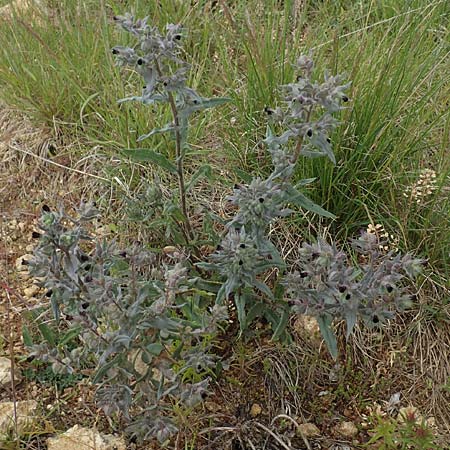 Nonea pulla \ Braunes M�nchskraut / Brown Nonea, D Gr&uuml;nstadt-Asselheim 4.5.2020