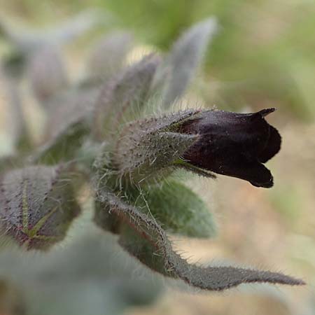 Nonea pulla \ Braunes M�nchskraut / Brown Nonea, D Gr&uuml;nstadt-Asselheim 4.5.2020