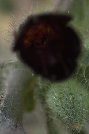 Nonea pulla \ Braunes M�nchskraut / Brown Nonea, D Gr&uuml;nstadt-Asselheim 4.5.2020
