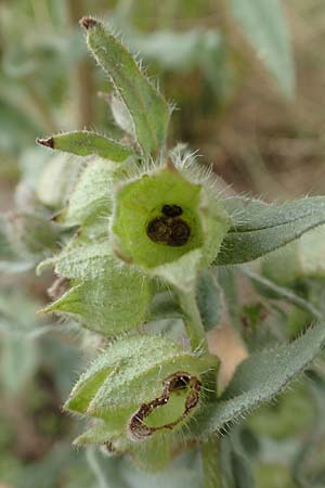 Nonea pulla \ Braunes M�nchskraut / Brown Nonea, D Gr&uuml;nstadt-Asselheim 15.6.2020