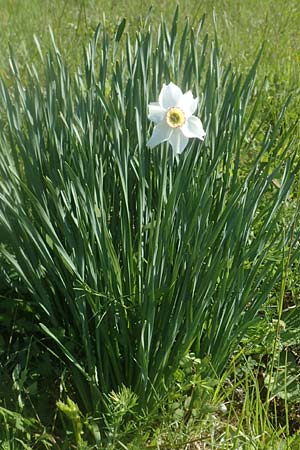 Narcissus poeticus \ Dichter-Narzisse, Wei�e Narzisse / Poet's Narcissus, D T&uuml;bingen 7.5.2016