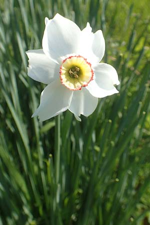 Narcissus poeticus \ Dichter-Narzisse, Wei�e Narzisse / Poet's Narcissus, D T&uuml;bingen 7.5.2016