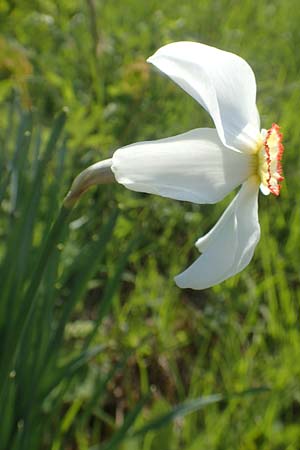 Narcissus poeticus \ Dichter-Narzisse, Wei�e Narzisse / Poet's Narcissus, D T&uuml;bingen 7.5.2016