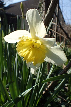 Narcissus x incomparabilis \ Unvergleichliche Narzisse / Non-Such Daffodil, D Mannheim-Pfingstberg 24.3.2021