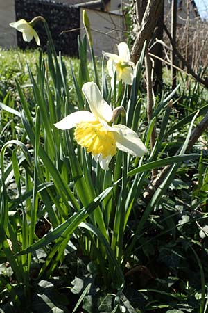 Narcissus x incomparabilis \ Unvergleichliche Narzisse / Non-Such Daffodil, D Mannheim-Pfingstberg 24.3.2021