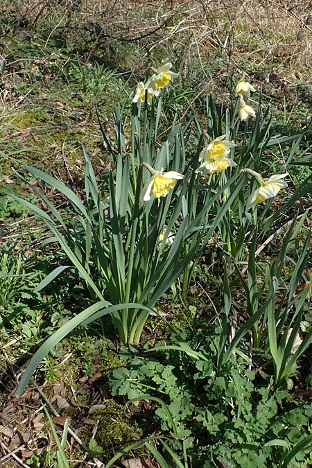 Narcissus x incomparabilis \ Unvergleichliche Narzisse / Non-Such Daffodil, D Mannheim-Pfingstberg 24.3.2021