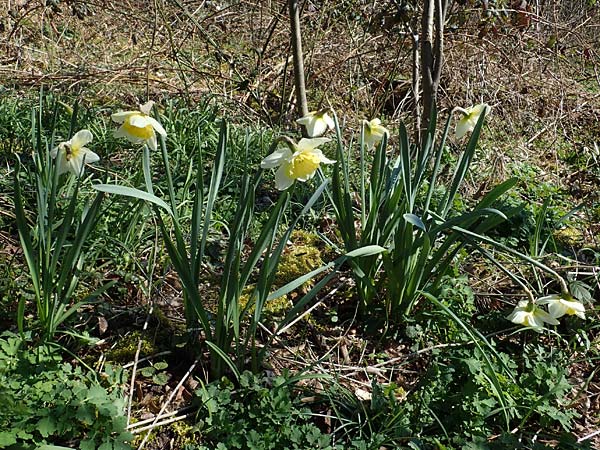 Narcissus x incomparabilis \ Unvergleichliche Narzisse / Non-Such Daffodil, D Mannheim-Pfingstberg 24.3.2021