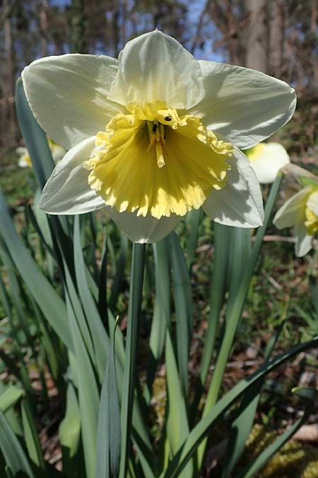 Narcissus x incomparabilis \ Unvergleichliche Narzisse / Non-Such Daffodil, D Mannheim-Pfingstberg 24.3.2021