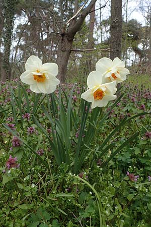 Narcissus x incomparabilis \ Unvergleichliche Narzisse / Non-Such Daffodil, D Mannheim-Pfingstberg 12.4.2021